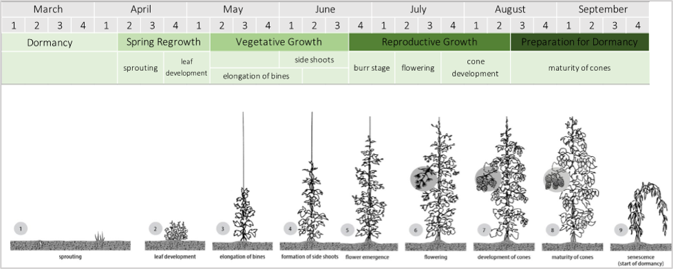 Average Michigan hop growth stage chart.